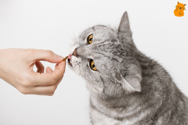 Was katzen nicht essen duerfen 04