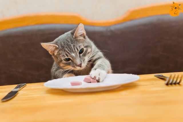 Was katzen nicht essen duerfen 05