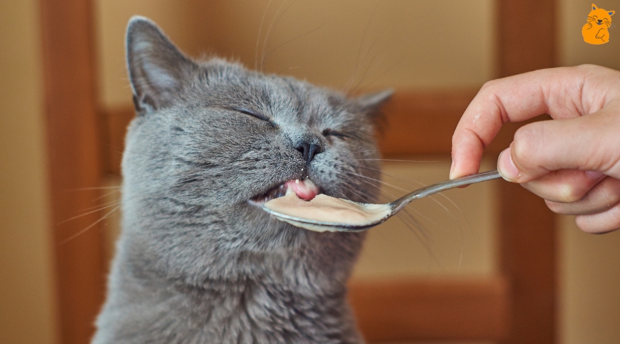 12 Dinge, die Du Deiner Katze nicht zu essen geben solltest