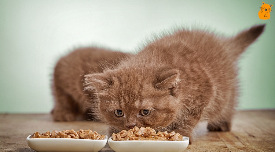 Gesundes Katzenfutter für jedes Alter